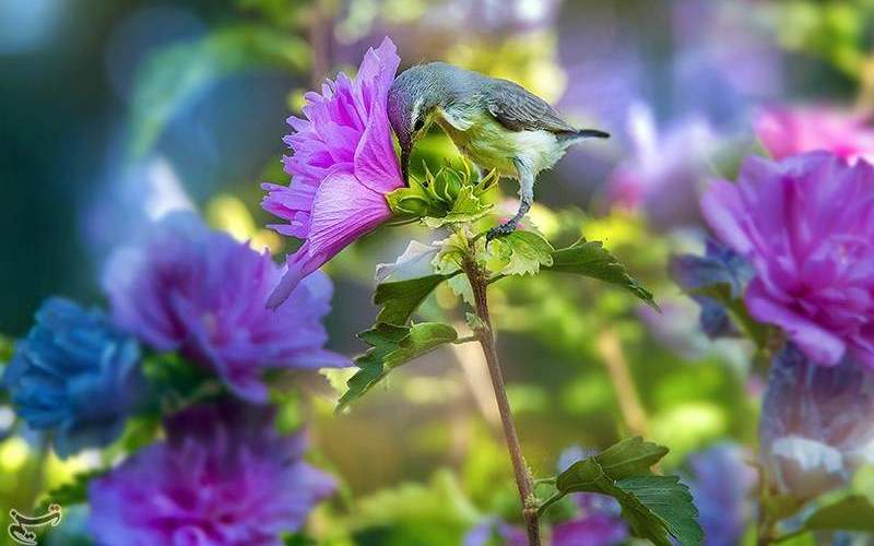 دنیای زیبای پرندگان - بهار نیوز
