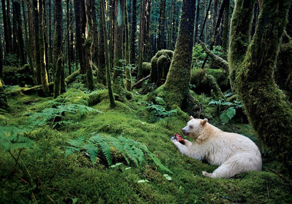 خرس سیاه با پوشش سفید در جنگل بارانی ایالت بریتیش کلمبیا - کانادا