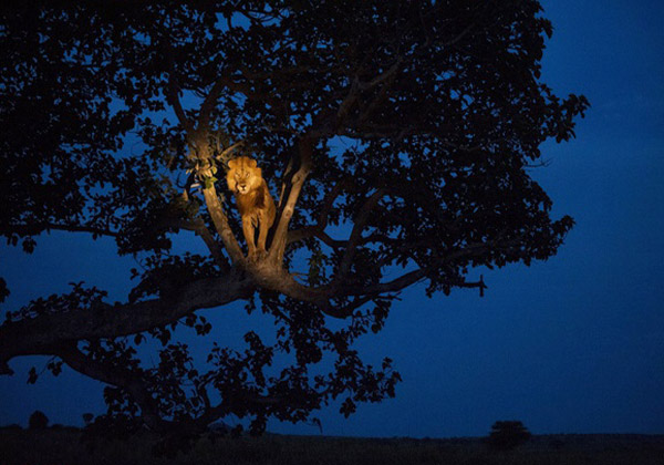 خوابیدن شیر نر بالای درخت در پارک الیزابت کوئین- اوگاندا