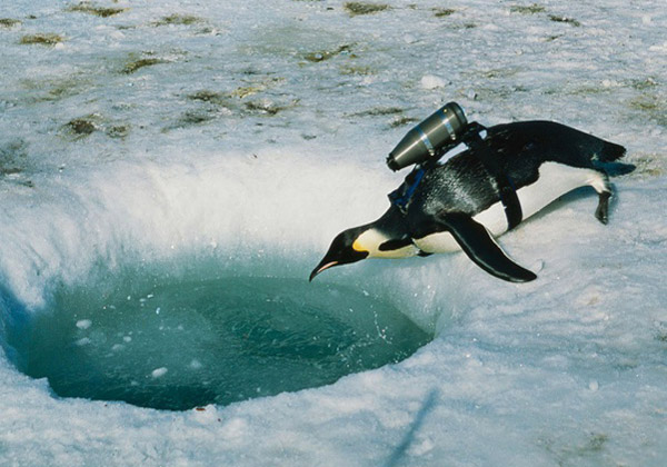 پنگوئن امپراطور مجهز به دوربین تصویربرداری زیر آبی - قطب جنوب