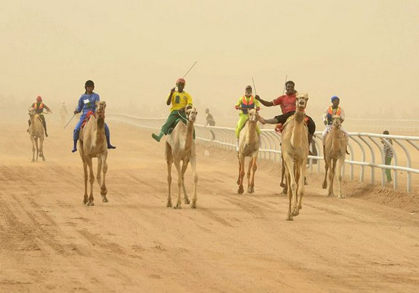مسابقات شتر سواری در عربستان
