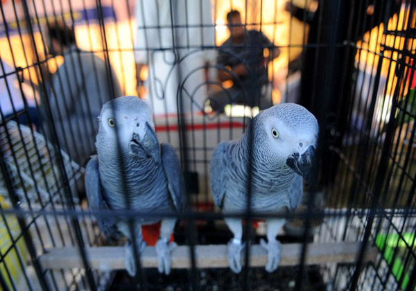 نمایشگاه پرندگان در اسلام آباد