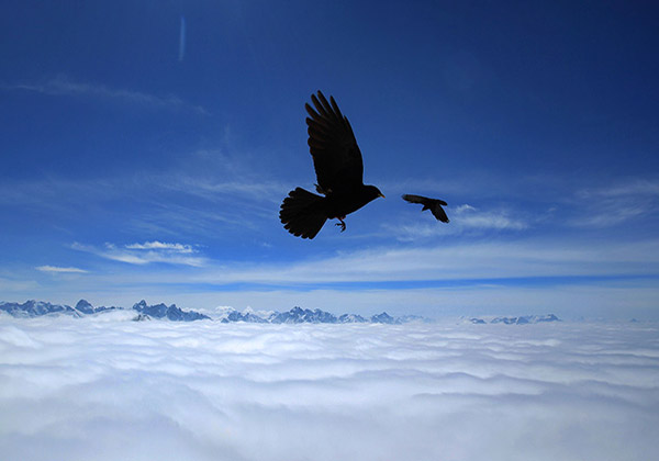 پرواز پرنده‌ها بر فراز کوه‌های آلپ آلمان