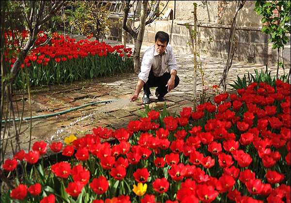 باغ لاله در خانه یک شهروند طبیعت دوست  تبریزی