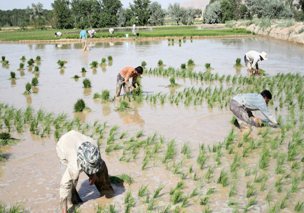 کاشت نشاء برنج در مبارکه اصفهان