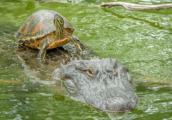 لاک پشت سوار بر پشت یک تمساح در سواحل فلوریدا
