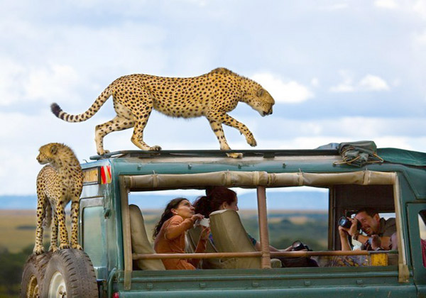بازدید توریست ها از پارک حیات وحش در کنیا