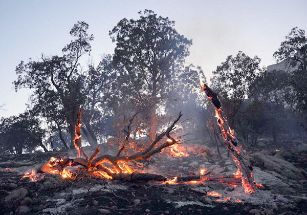 آتش‌سوزی در جنگل های بلوط در ایلام