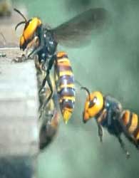 افزایش تلفات حمله زنبورهای قرمز در چین