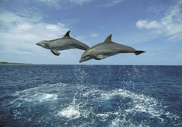 شنای دلفین‌ها در دریای کارائیب