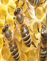 ایران​هشتمین​تولیدکننده عسل در جهان