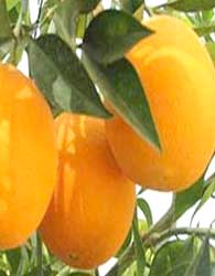 پرتقال‌های  رنگ آمیزی شده زرد را نخرید
