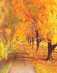 چرا طبیعت پاییز هزار رنگ است؟