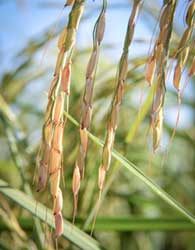 فیلیپین برنج طلایی تولید می‌کند