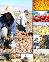 نگرانی از سلامت محصولات کشاورزی کشور