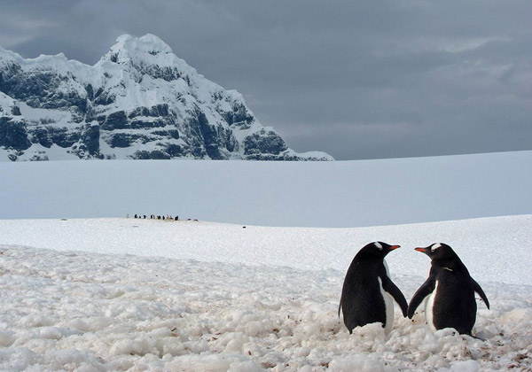 پنگوئن ها در قطب جنوب