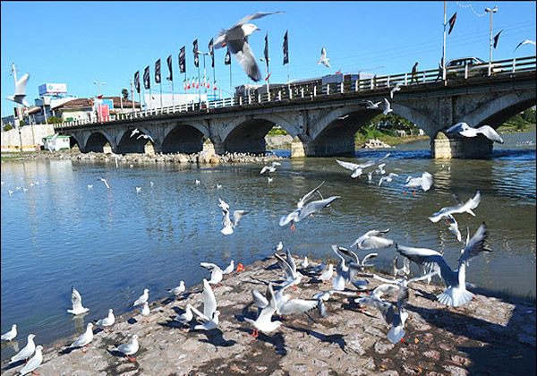 مهاجرت پرندگان به رودخانه های مازندران