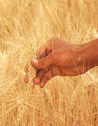 تولید سالانه 900 تن گندم در سراوان