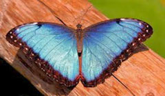 ساخت قوی‌ترین ماده ضدآب با الهام از پروانه