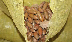 علت قاچاق بذر بلوط به کشورهای‌خلیج‌فارس