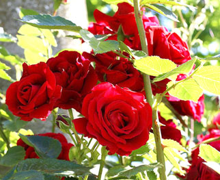 سرمازدگی‌ گل‌های رز و مریم دزفول