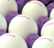 توزیع تخم‌مرغ سبد کالایی از ابتدای بهمن