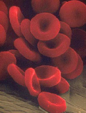 «A» و «AB» کمیاب‌ترین گروه‌های خونی