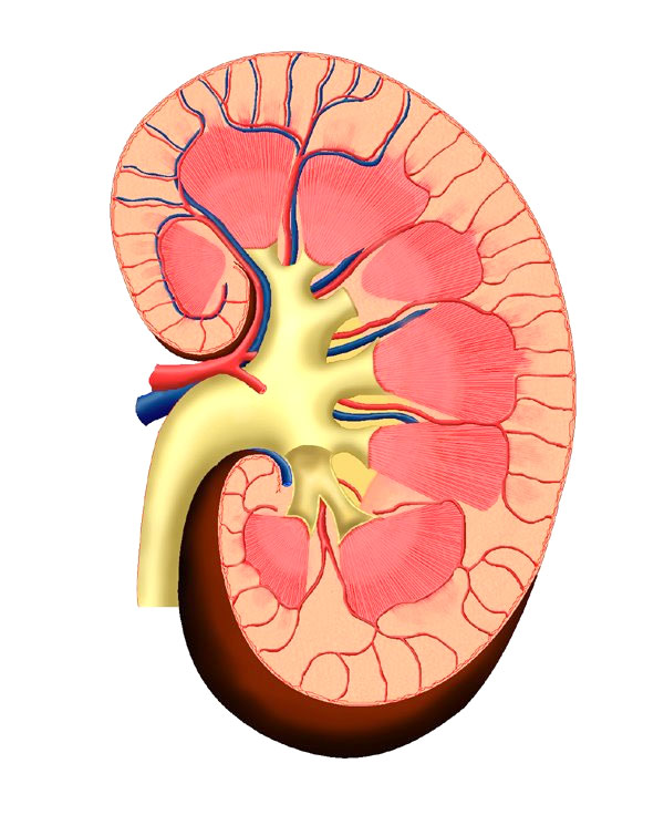 پنج کلیه در بدن یک بيمار تبریزی