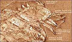 فسیل سه بعدی نخستین عنکبوت جهان