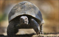 مدیرکل محیط زیست خوزستان: کارگران چینی، لاک‌پشت‌های در خطر انقراض را می‌خورند