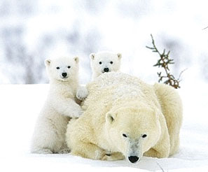انقراض دو سوم از خرس‌های قطبی