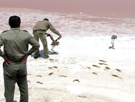 پرندگان مهاجر دیگر به دریاچه ارومیه نمی‌آیند