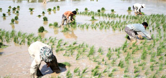 چرا در استان‌های غیرشمالی برنج می‌کاریم؟