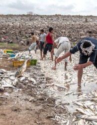 جزئیات جدید از مرگ ماهی​ها در فشافویه