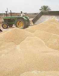 واردات گندم 107 درصد افزایش یافت