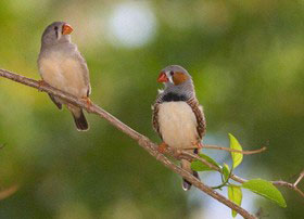 فنچ‌ها آواهای کلام انسان را می‌فهمند!