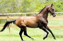 لرستان؛ اولین مکان رام کردن اسب در جهان