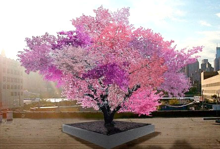 درختي که 40 نوع میوه مي دهد