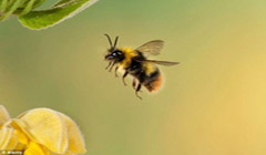 با زهر زنبور عسل به جنگ سرطان بروید!