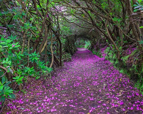 تونل گل خرزه در کنمار؛ ایرلند