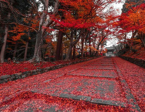 جاده پاییزی در کیوتو؛ ژاپن