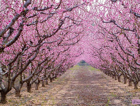 جاده ای زیر شکوفه درختان