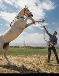 اين‌بار؛ خريد و فروش‌ ميلياردي اسب در كشور