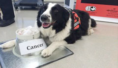 تشخیص سرطان با کمک سگهای تربیت‌شده