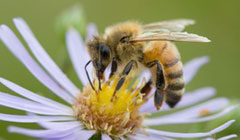 مي​دانيد زنبور عسل اهل کدام قاره است؟