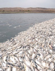 مرگ هزاران ماهی ساردین در بندر کنارک