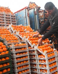 مهاجران: نارنگی‌های موجود در بازار ایرانی هستند