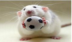 موش‌های هوشمند با مغز انسانی تولید شدند