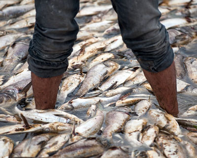15 هزار ماهي در رودخانه کرخه تلف شدند