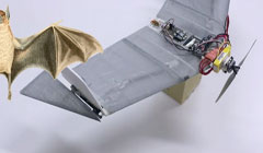 ساخت ربات پرنده با الهام از خفاش/ عکس